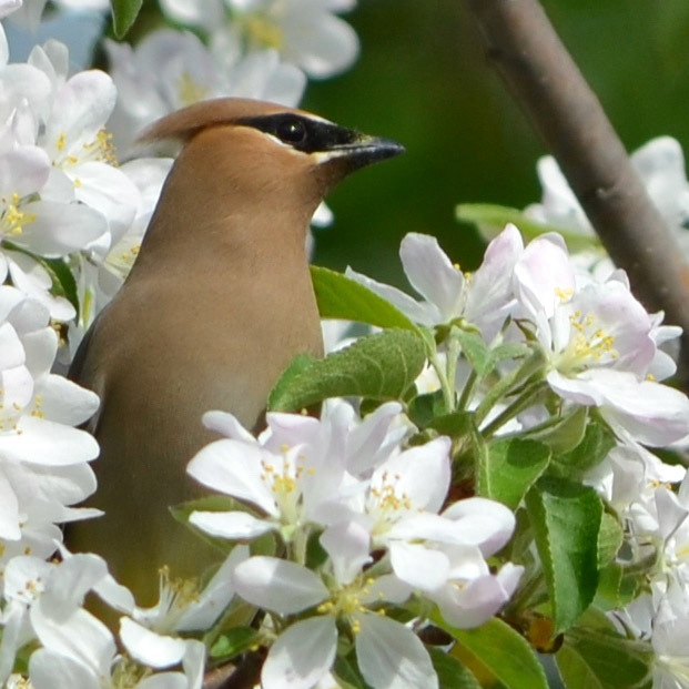 Cedar Waxwing