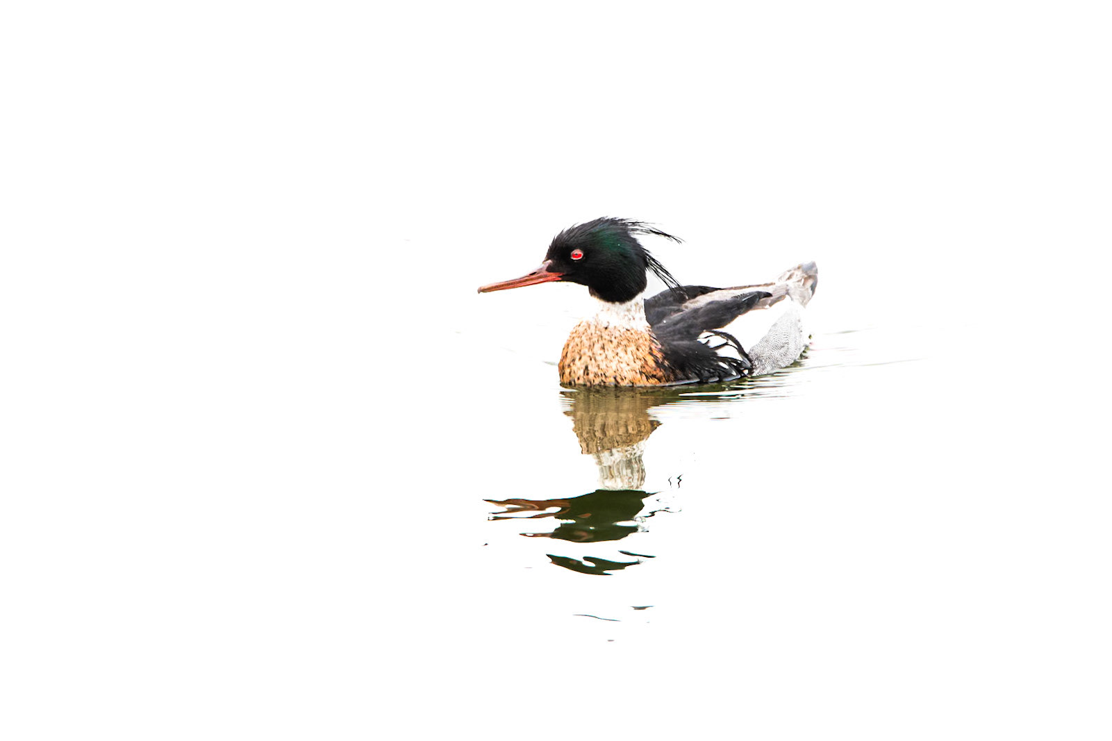 Red-Breasted Merganser