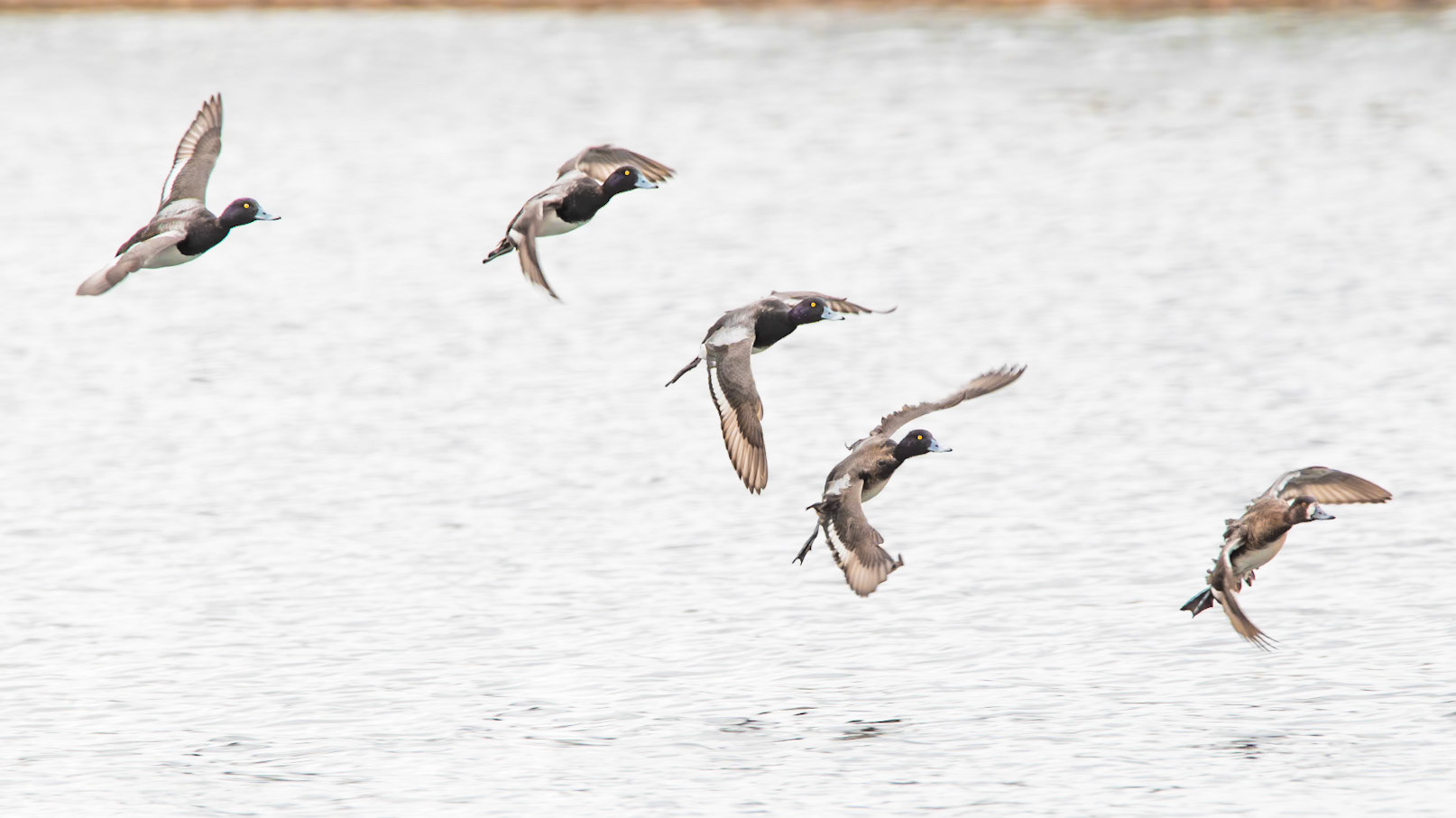 Lesser Scaup