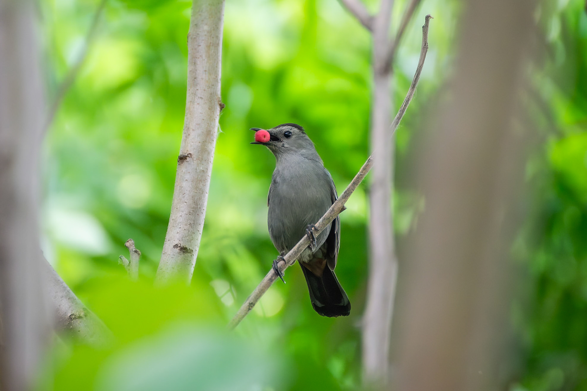Gray Catbird