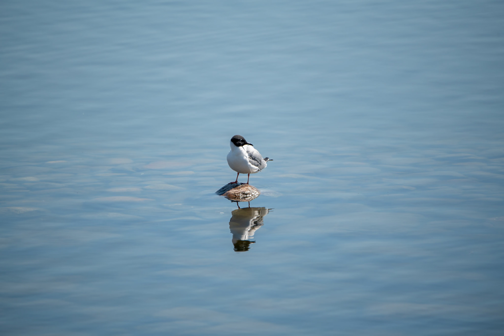 Bonaparte's Gull