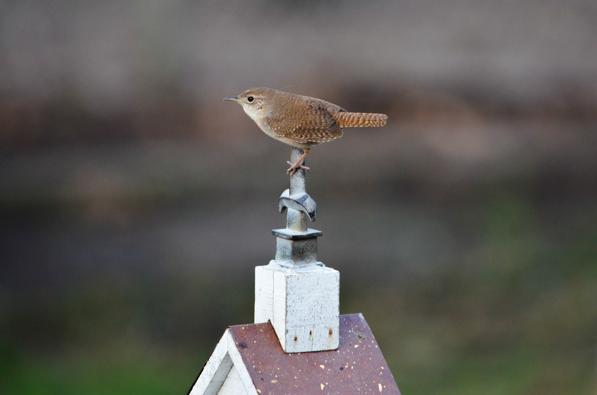 House Wren