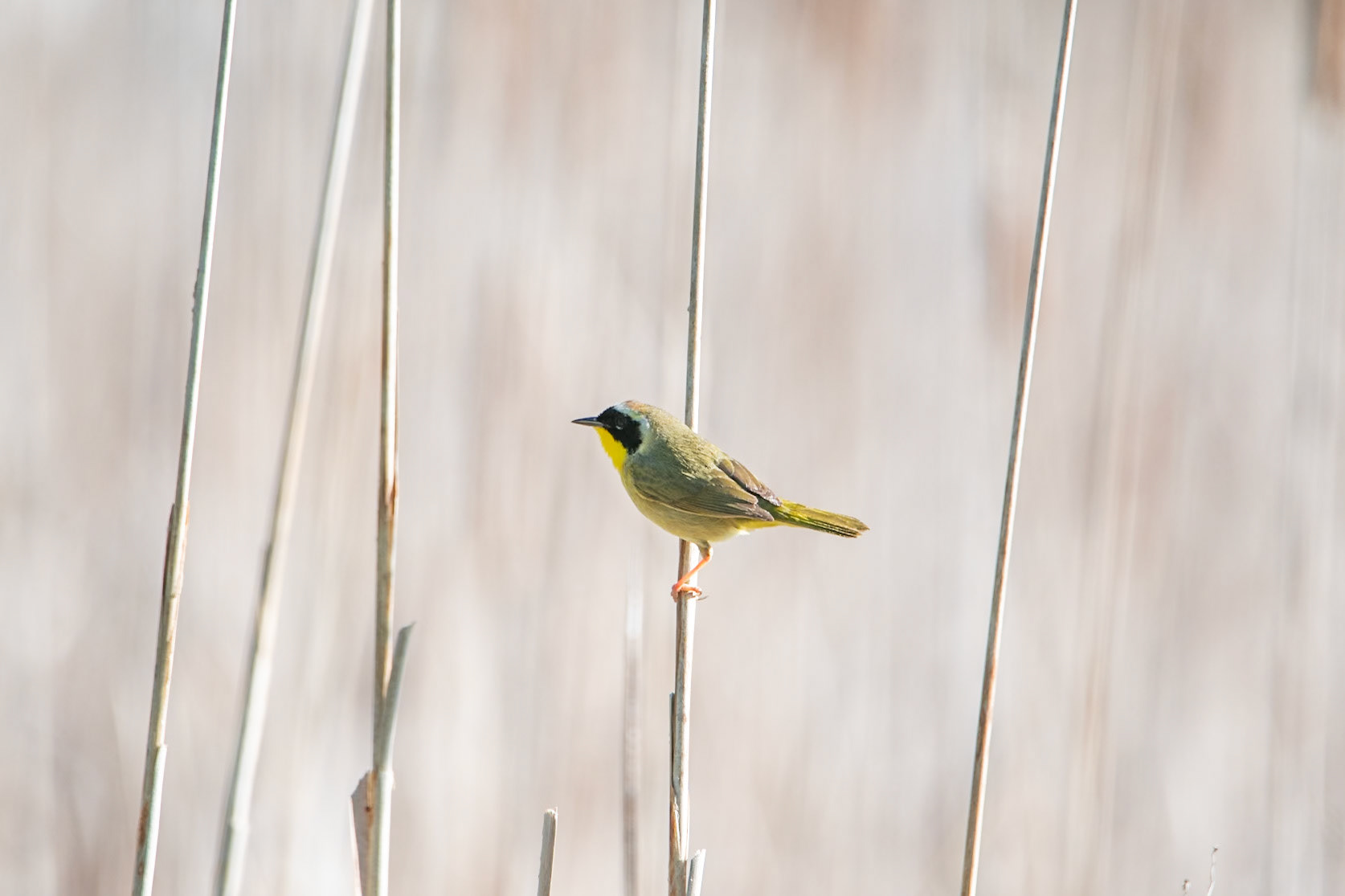 Common Yellowthroat
