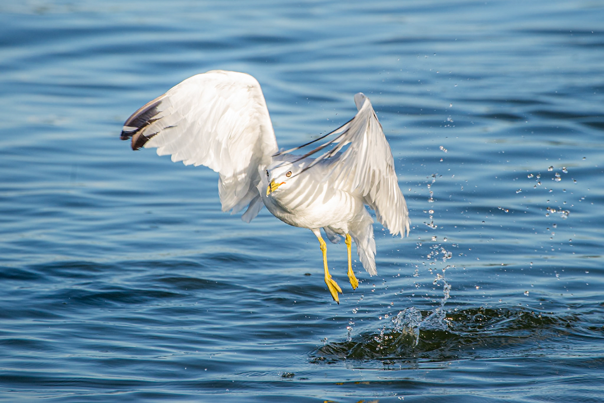 Gull
