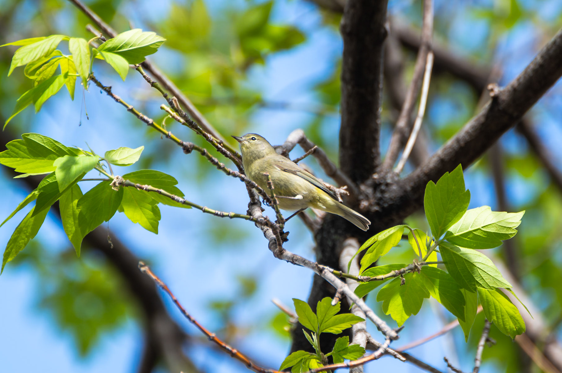Orange Crowned Warbler