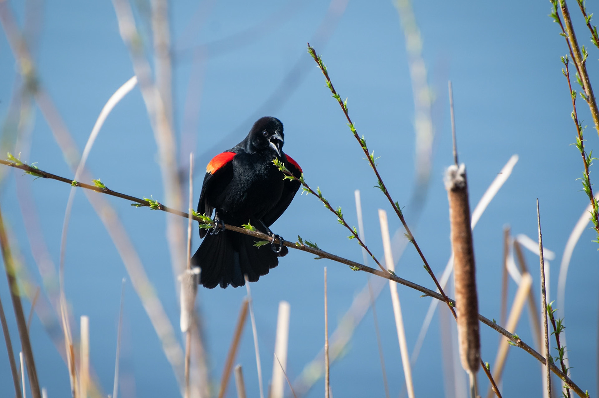 Red Winged Blackbird