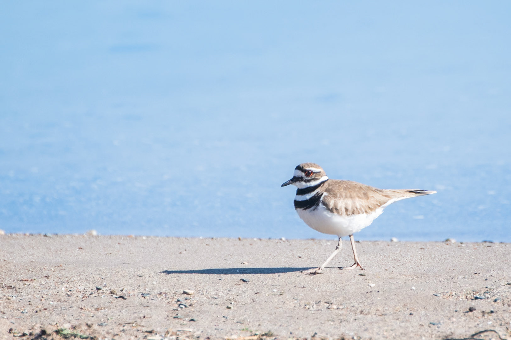 Killdeer