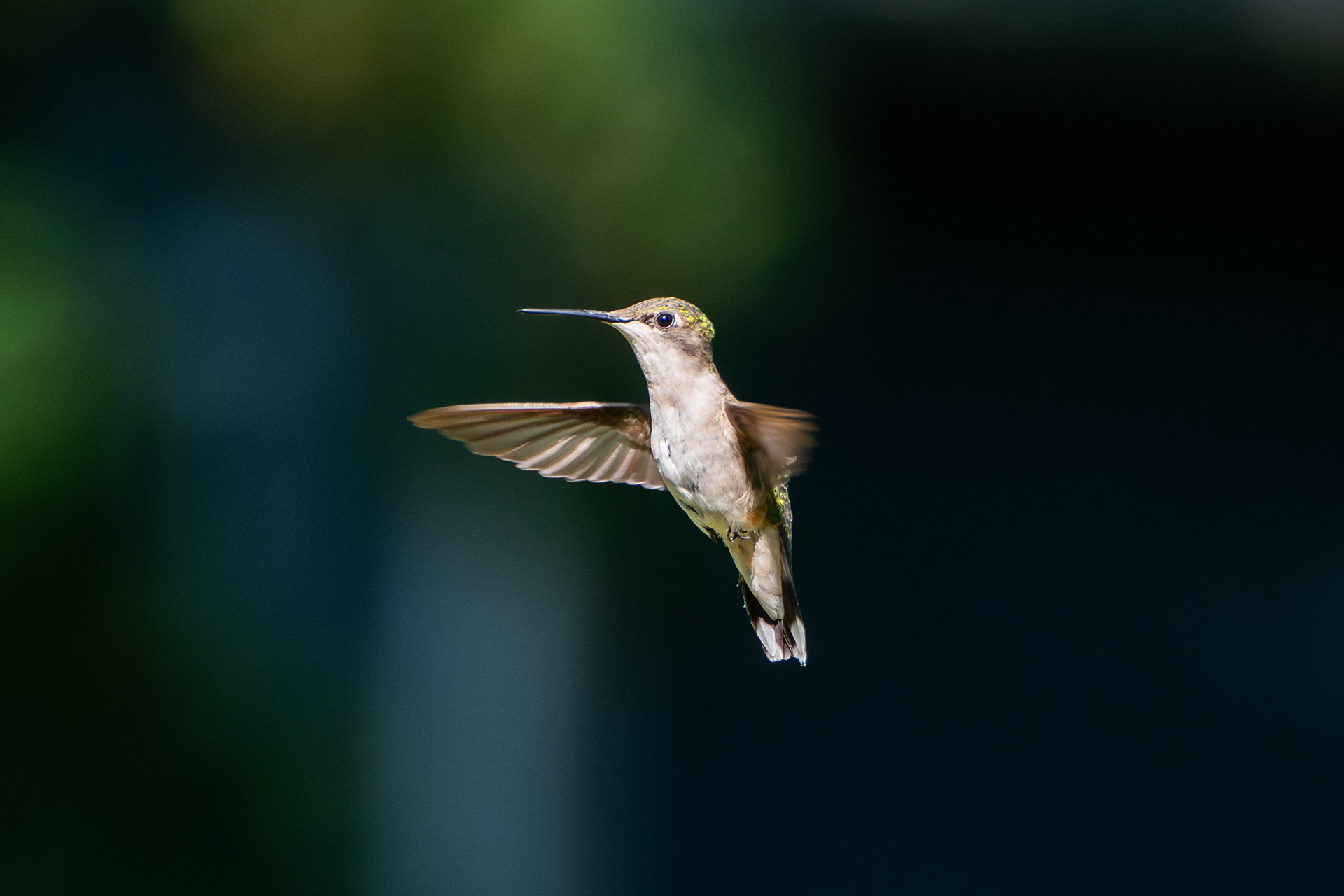 Ruby-throated Hummingbird