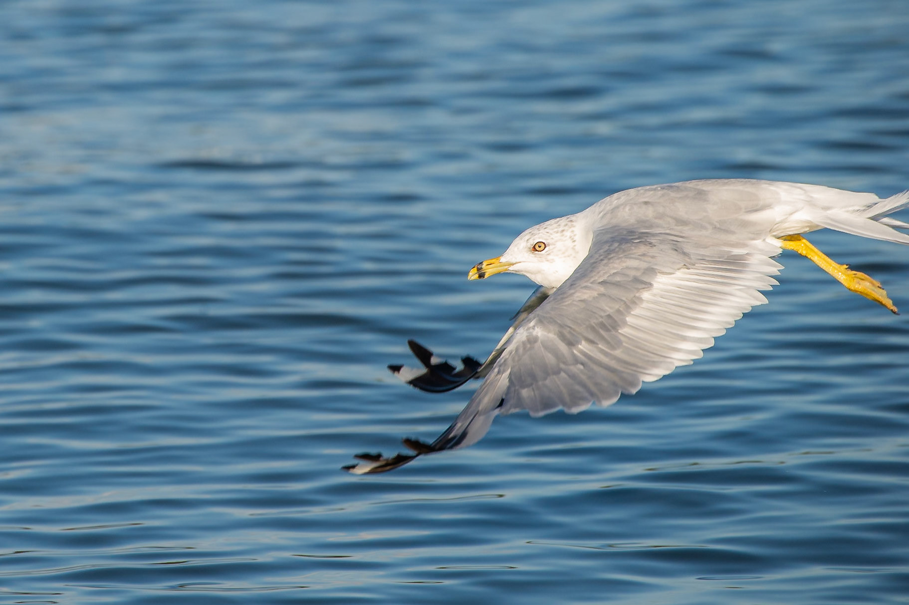 Gull