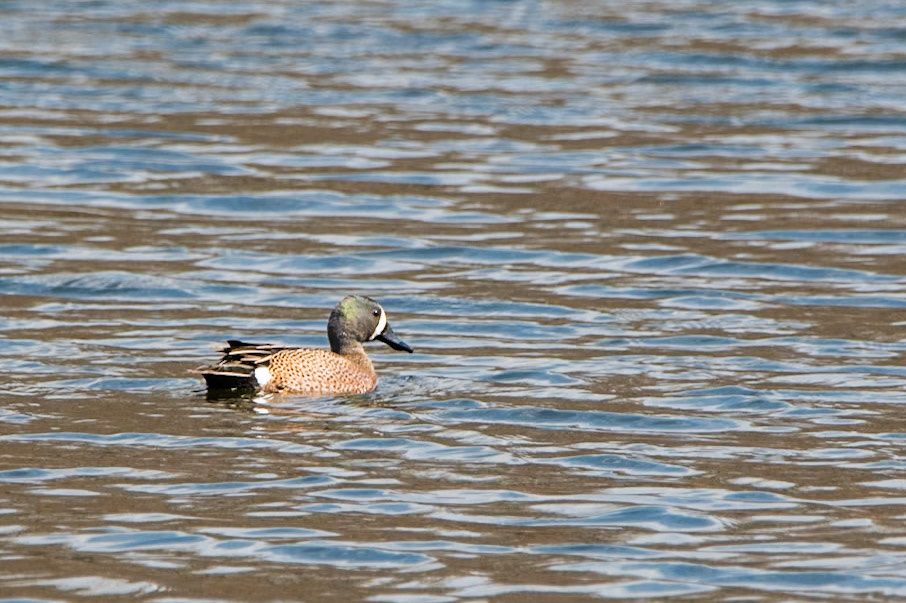 Blue Winged Teal