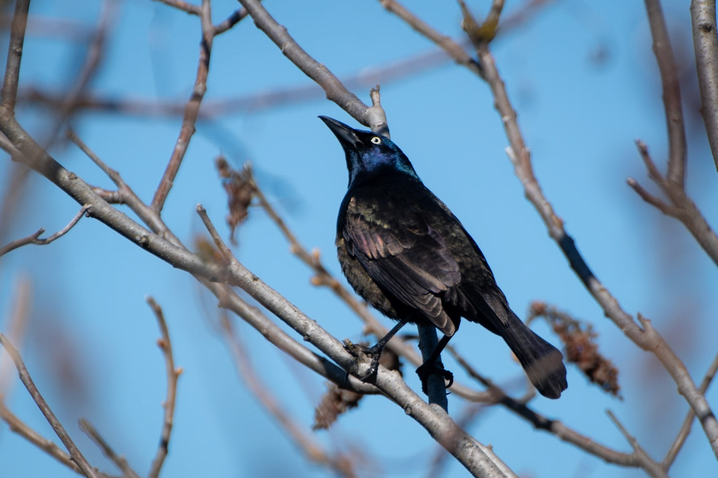 Common Grackle