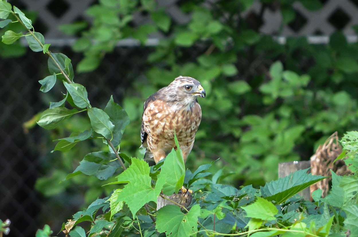 Sharp Shinned Hawk
