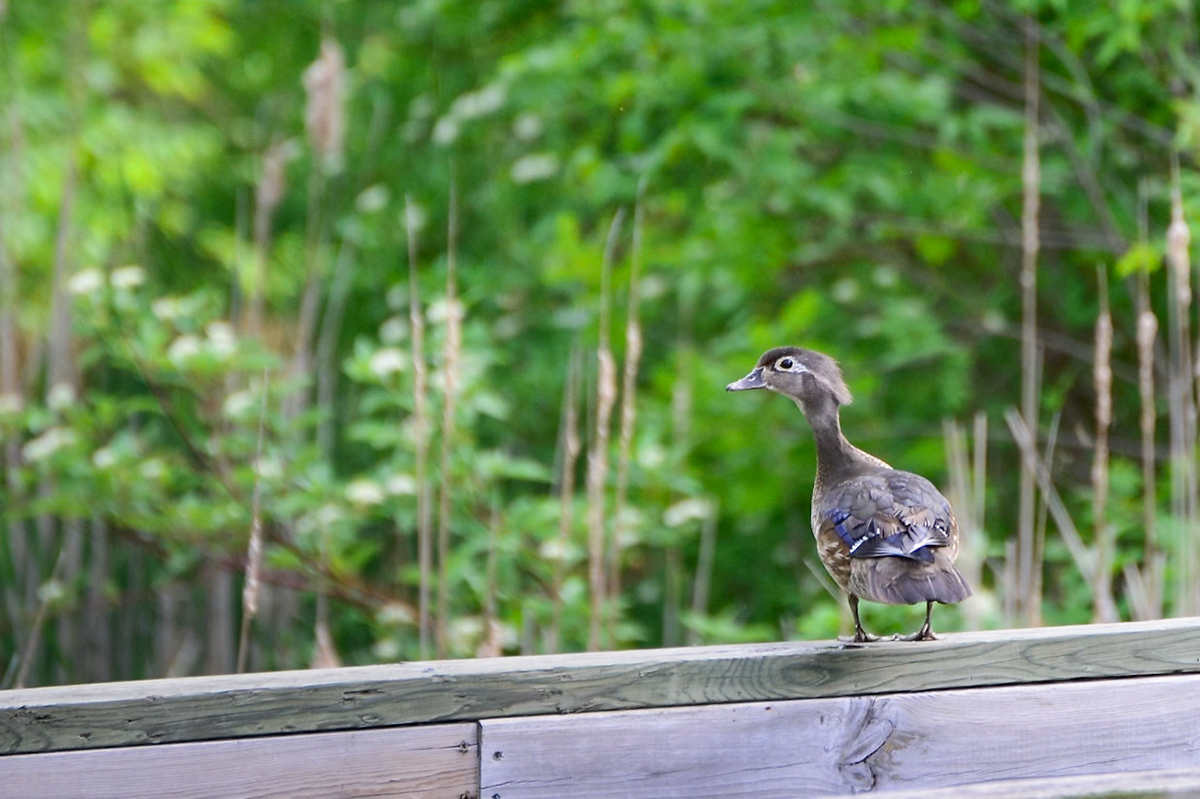 Wood Duck
