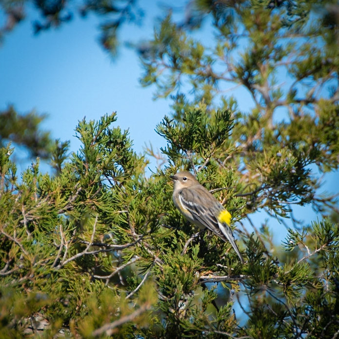 Yellow Rumped Warbler