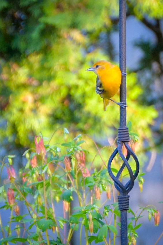 Baltimore Oriole