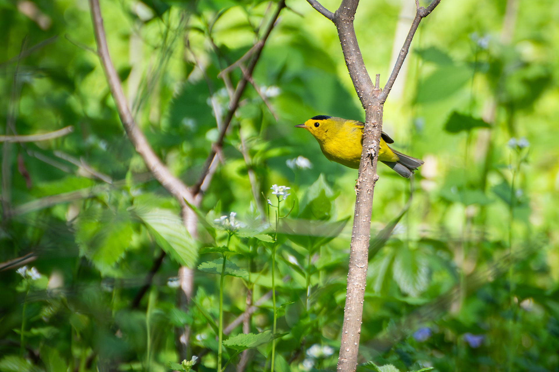 Wilson's Warbler