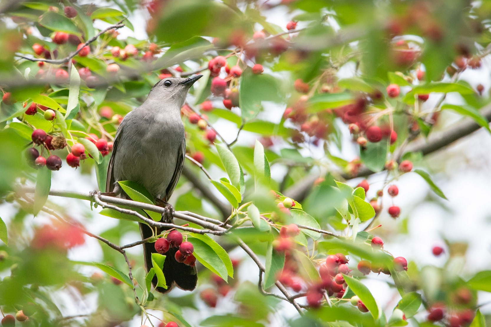 Gray Catbird