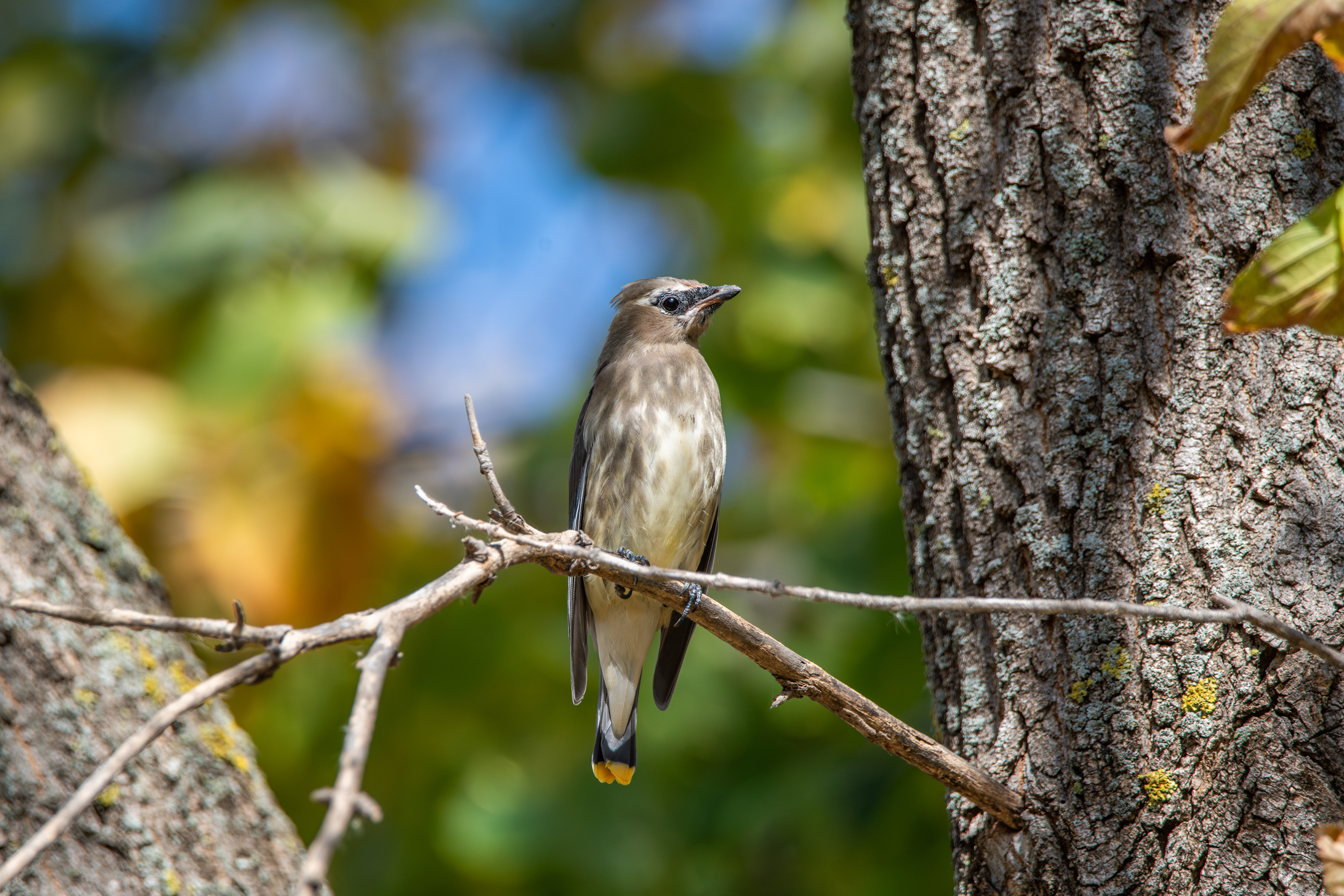 Cedar Waxwing