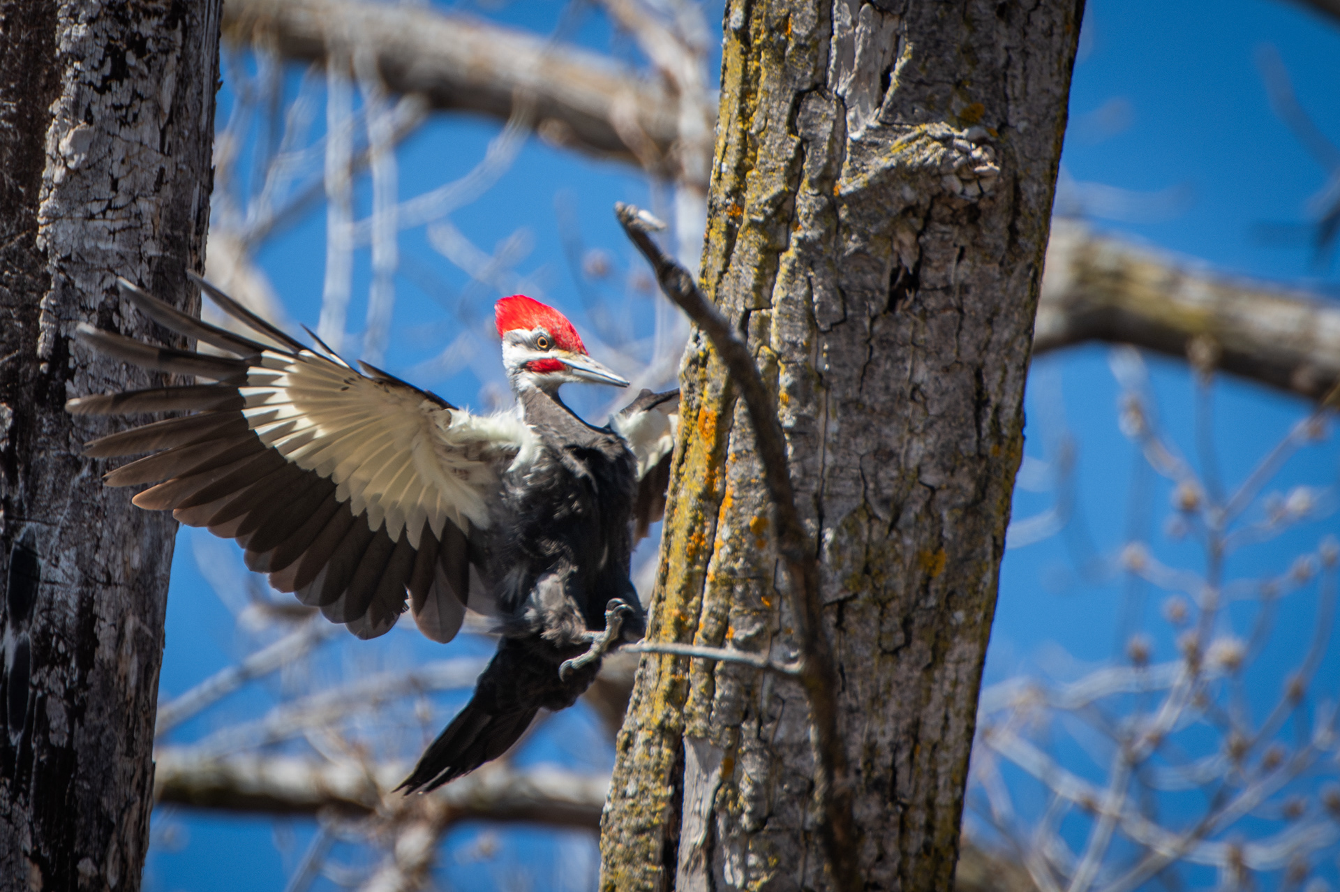 Pileated Woodpecker