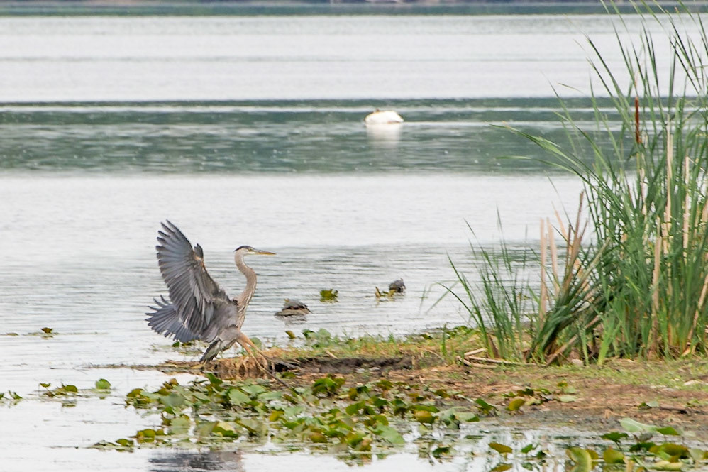 Great Blue Heron
