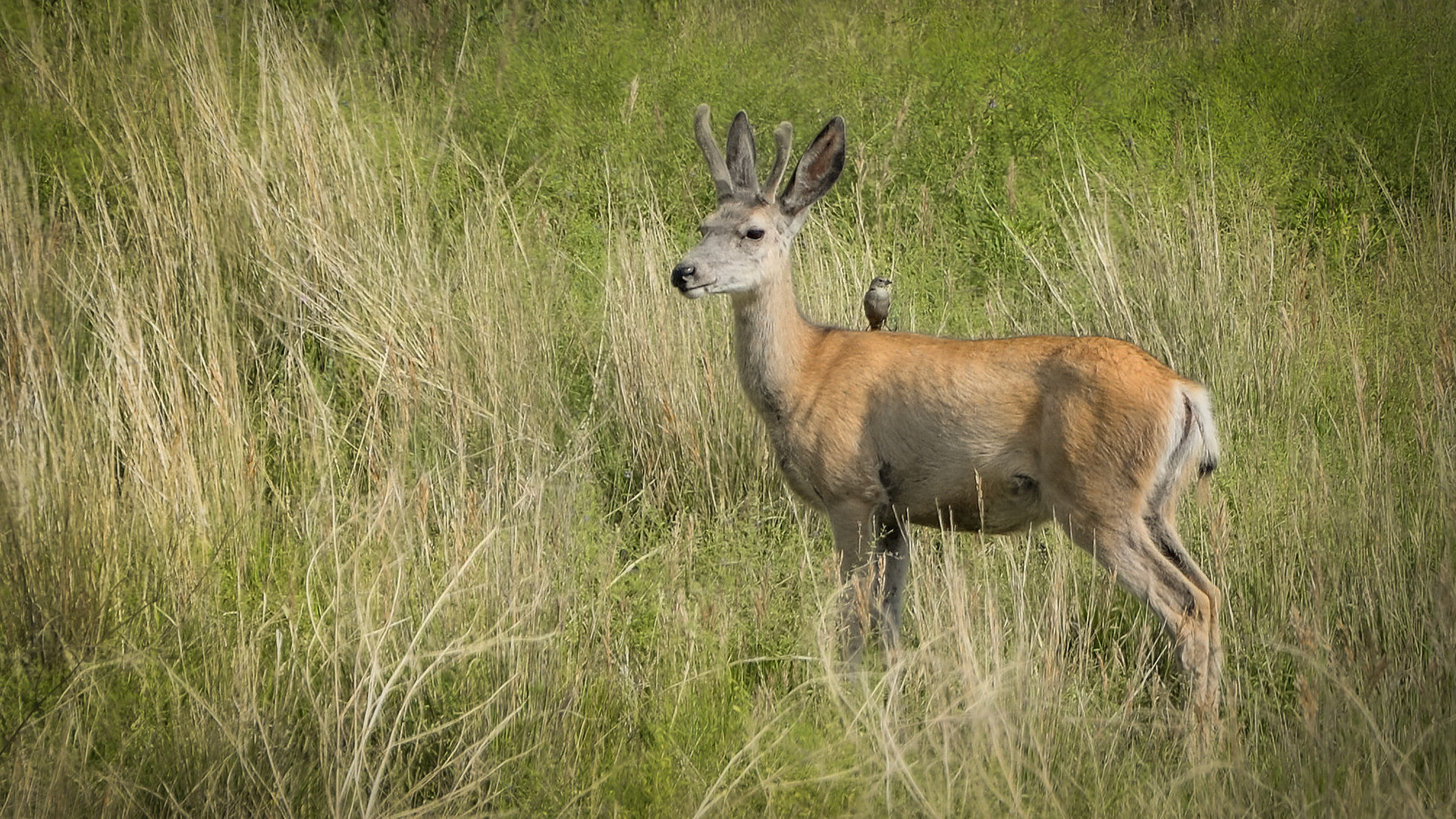 Custer State Park, SD