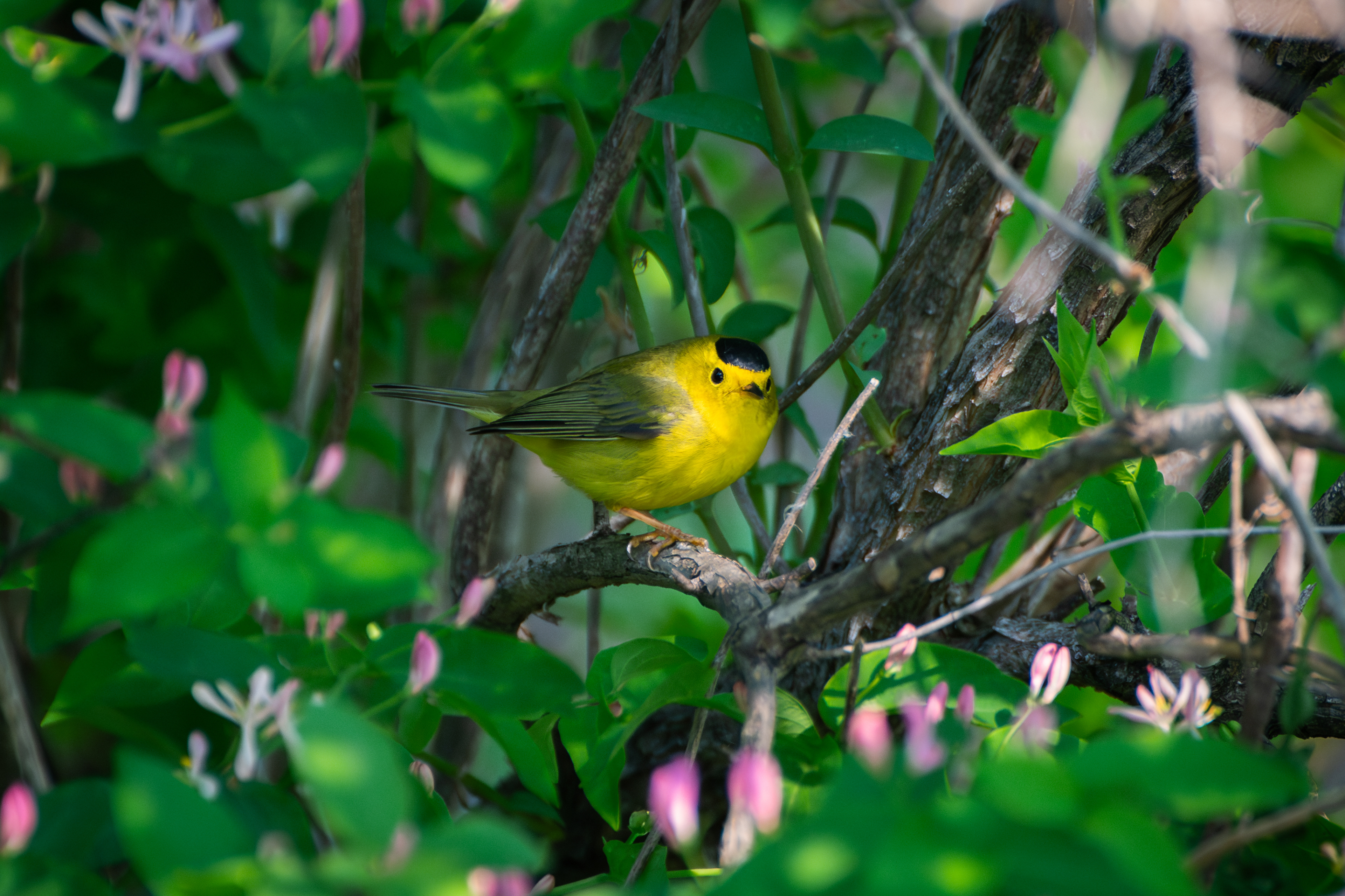 Wilson's Warbler