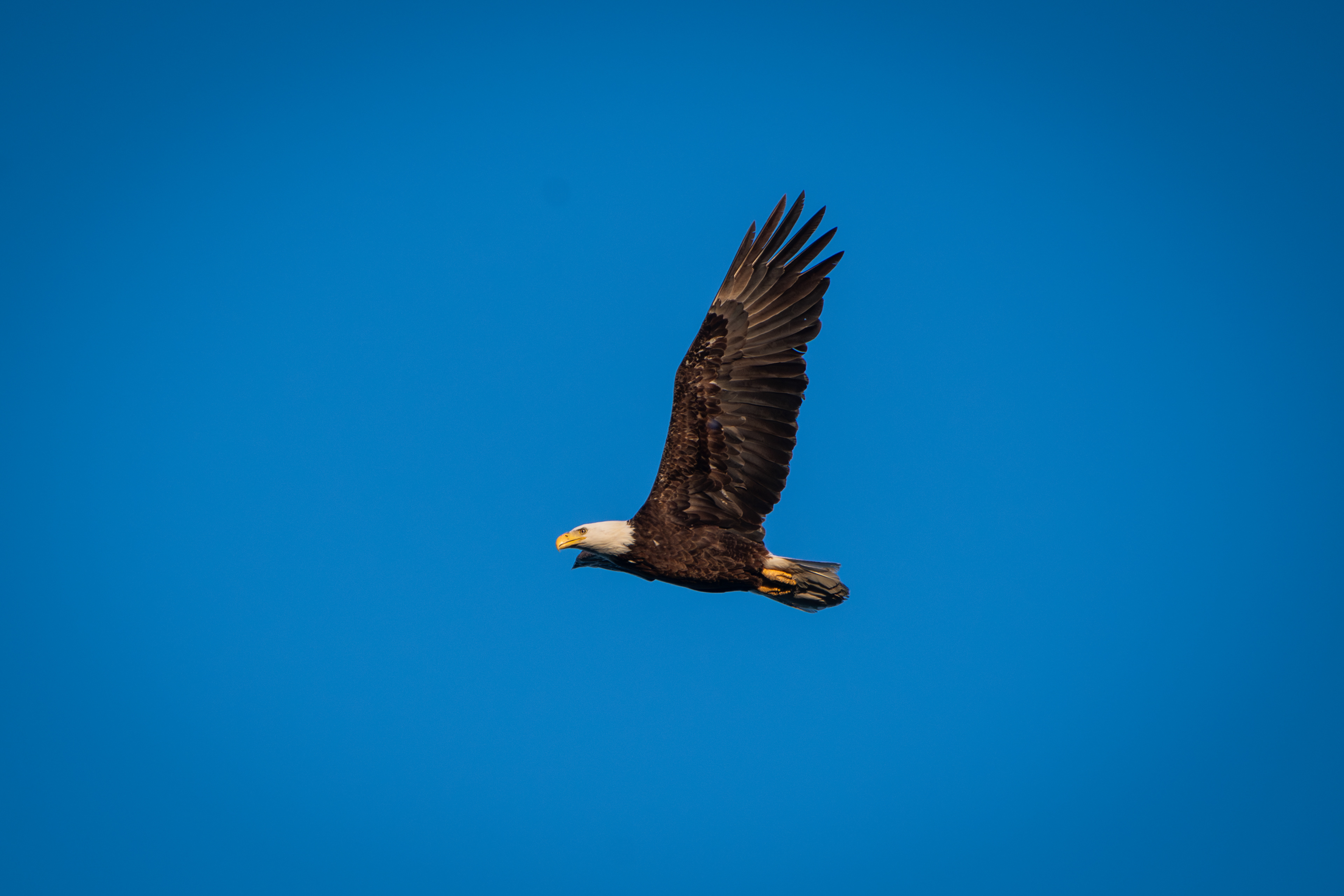 Bald Eagle