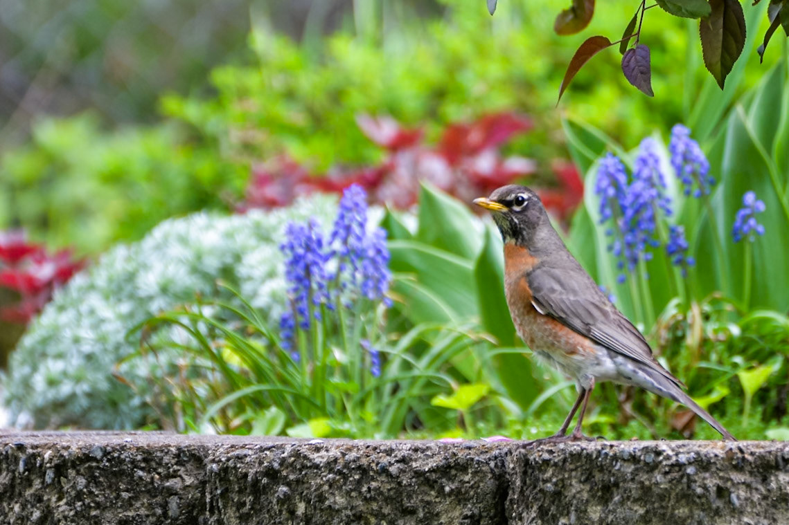 American Robin