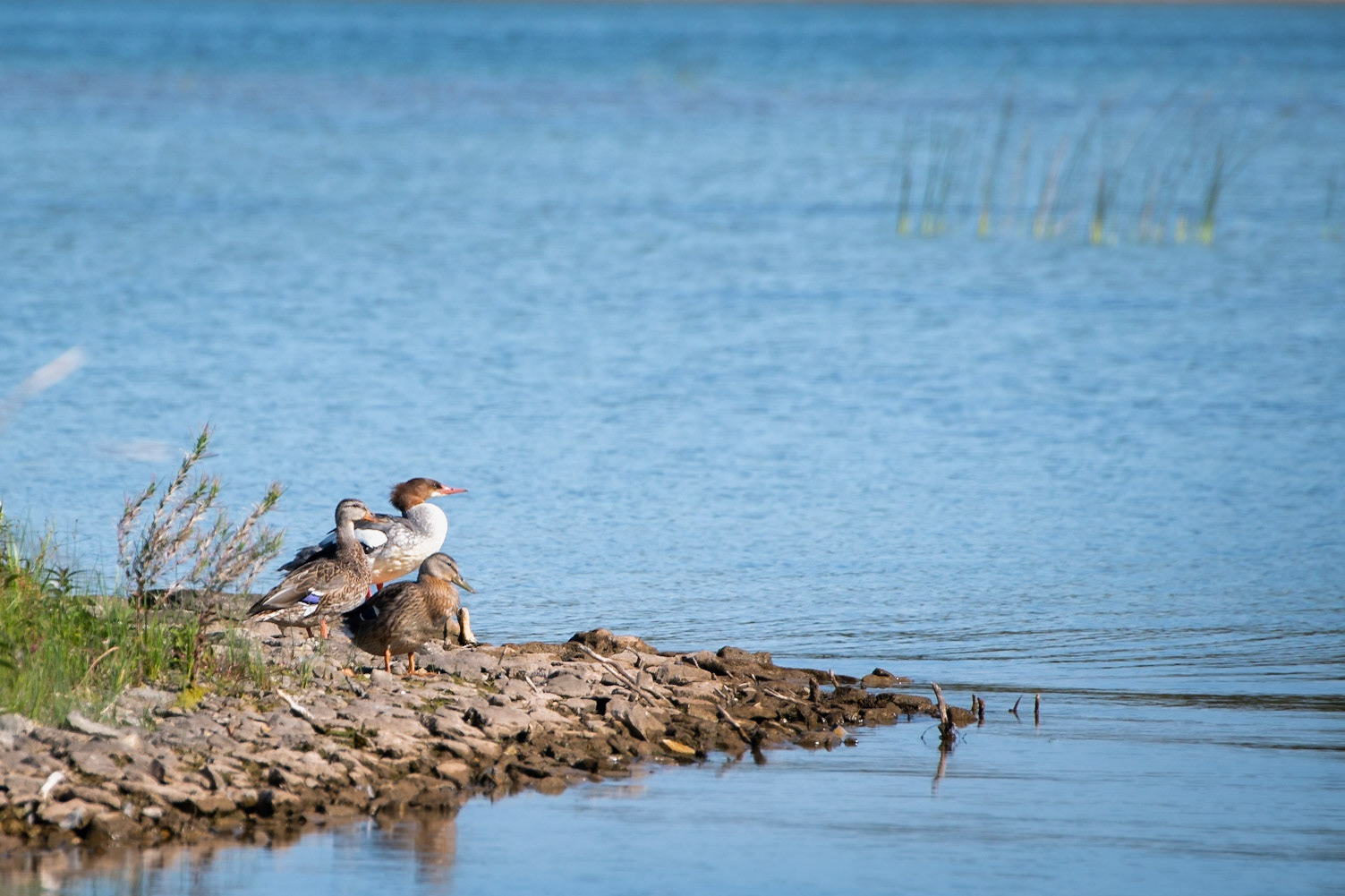 Mallards and Common Merganser