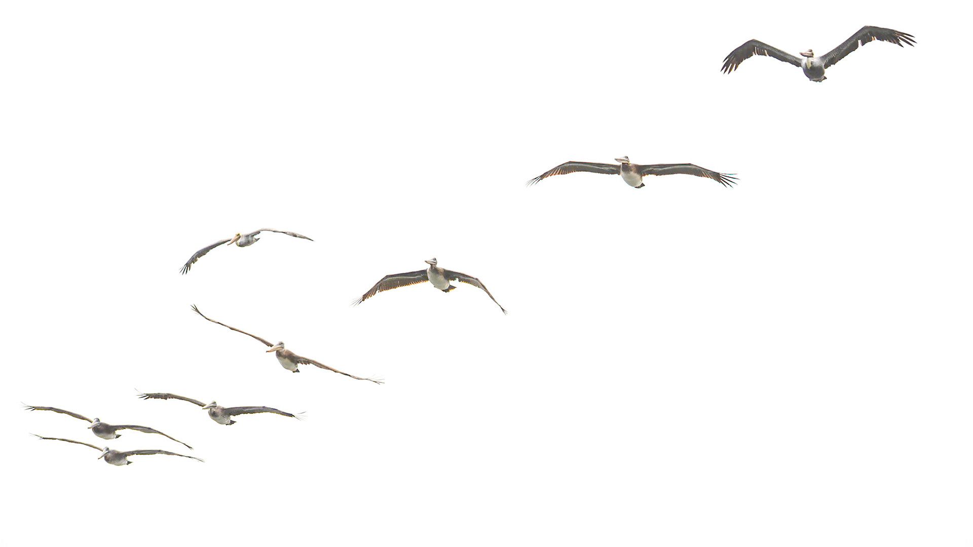 Brown Pelican