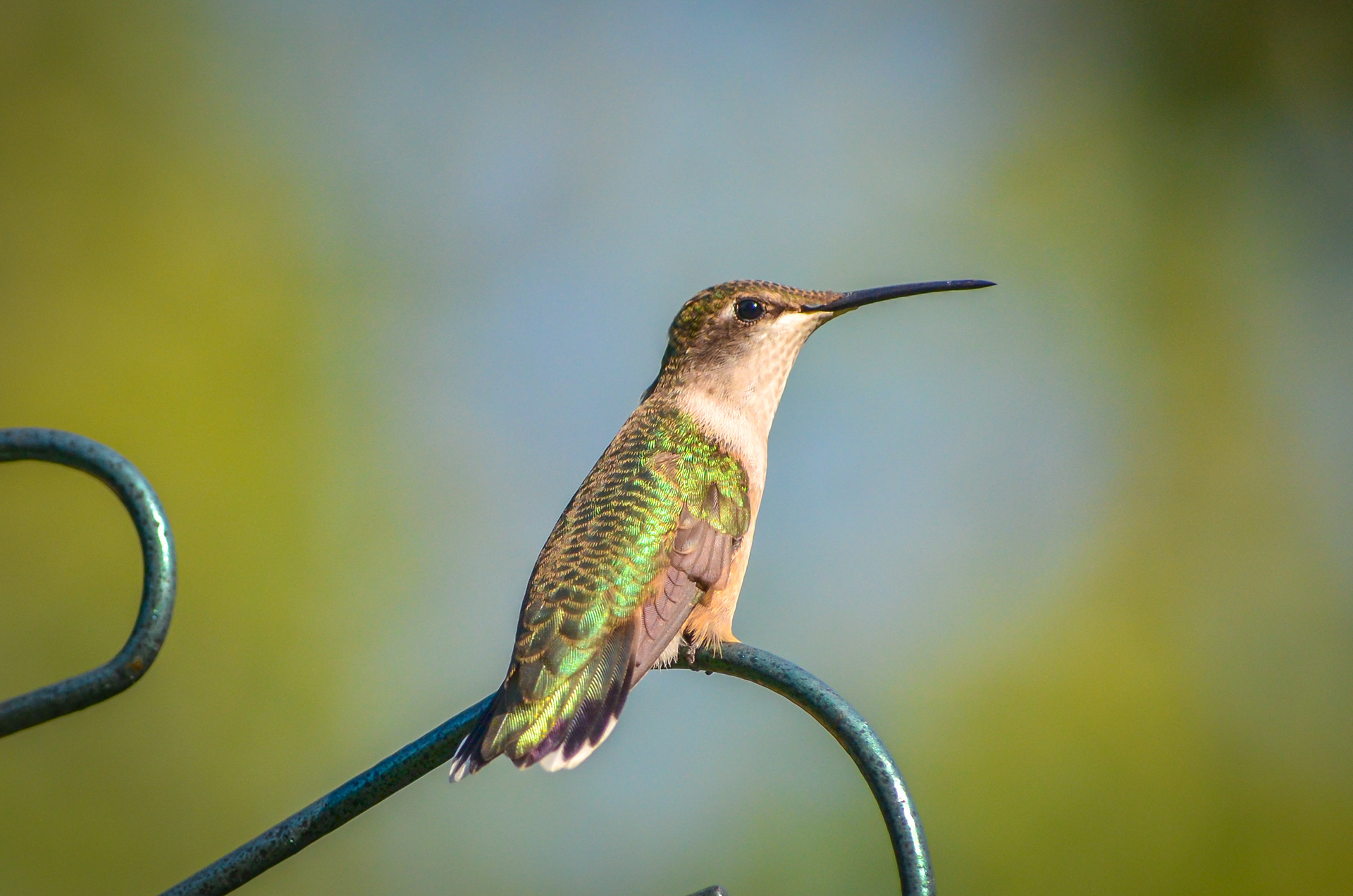 Ruby-throated Hummingbird