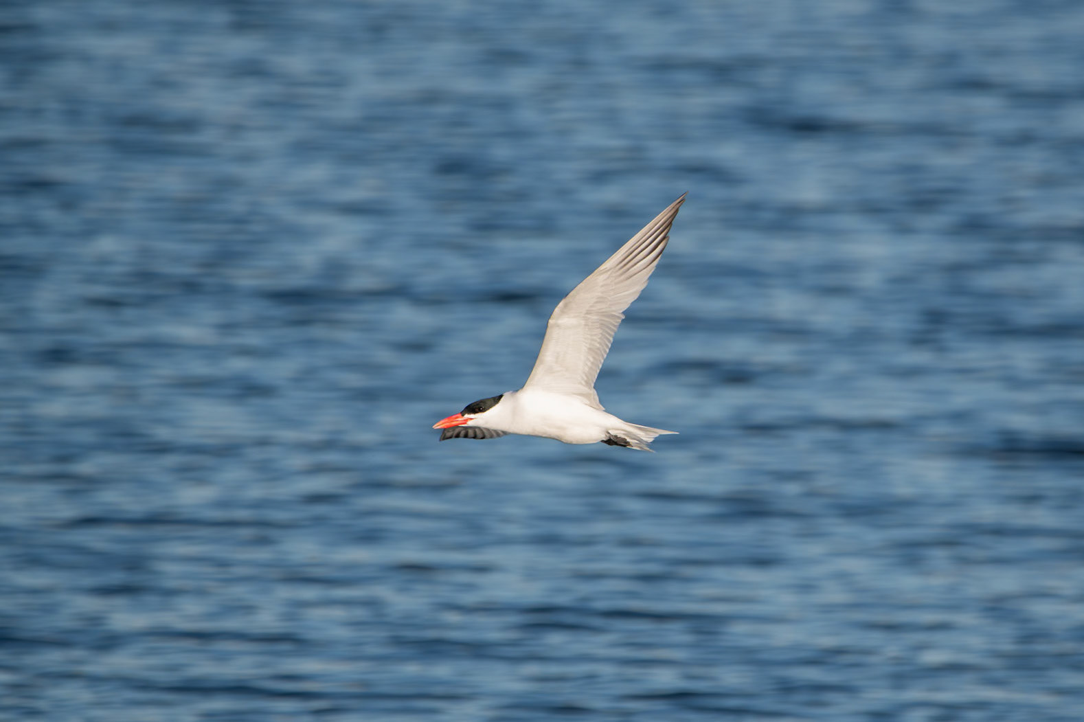 Caspian Tern