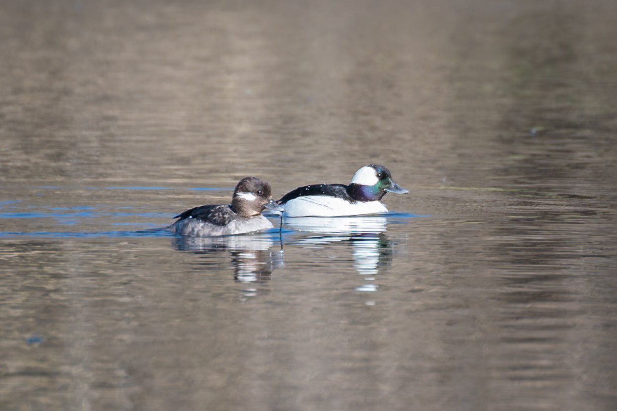 Bufflehead