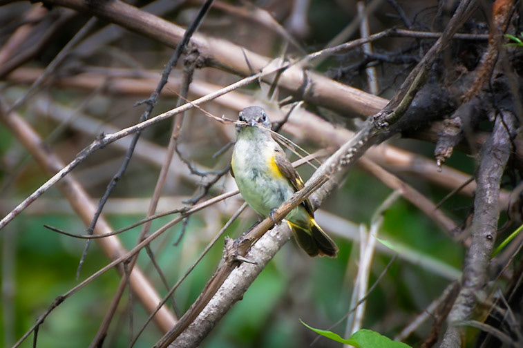 American Redstart