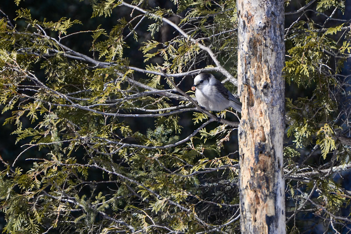 Canada Jay