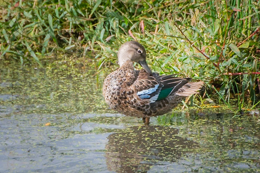 Green Winged Teal