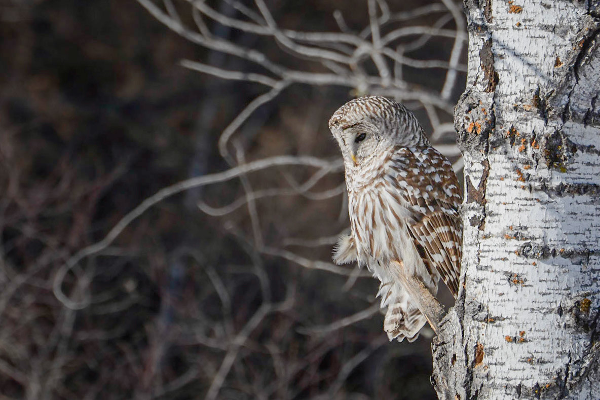 Barred Owl