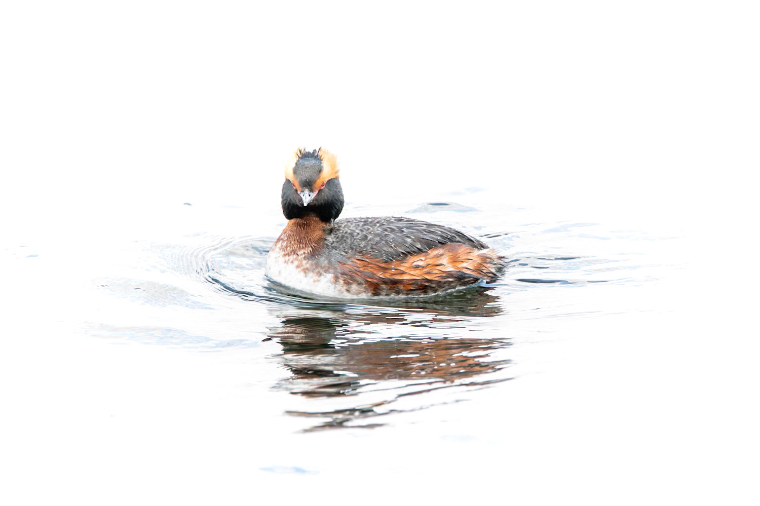 Horned Grebe