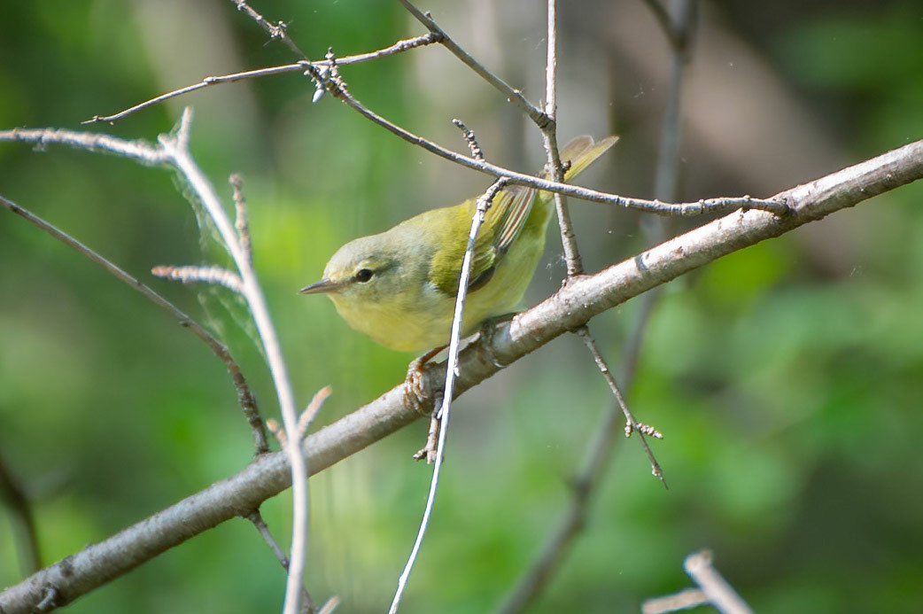 Tennessee Warbler