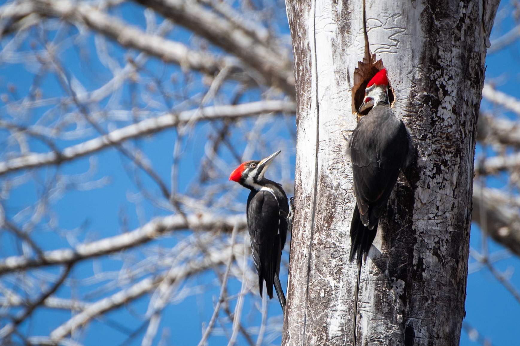 Pileated Woodpecker