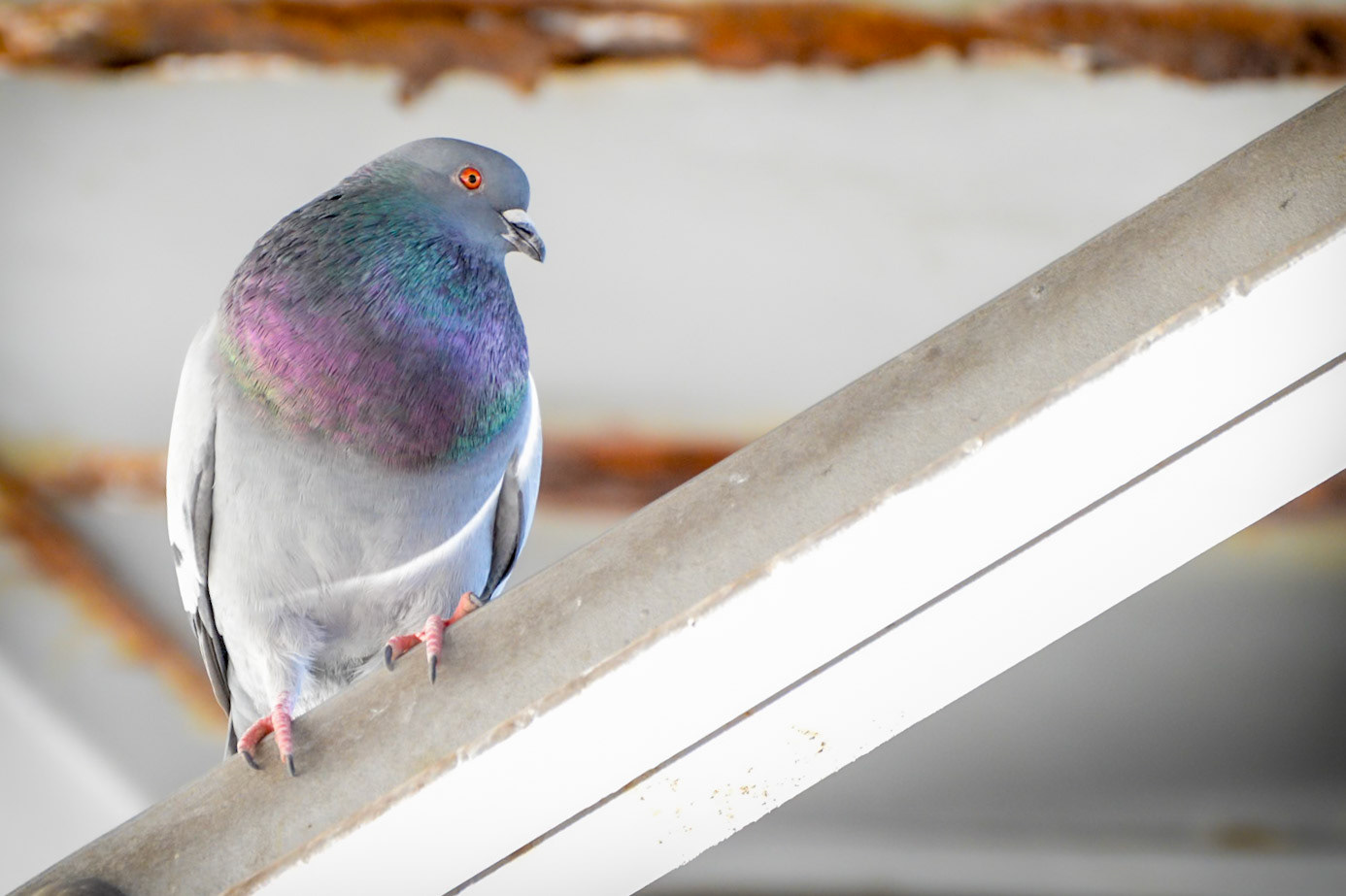 Rock Pigeon