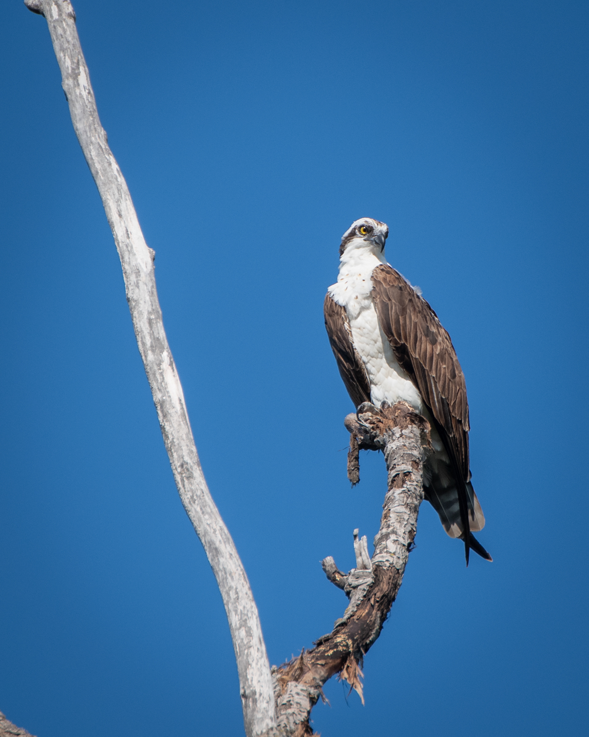 Osprey