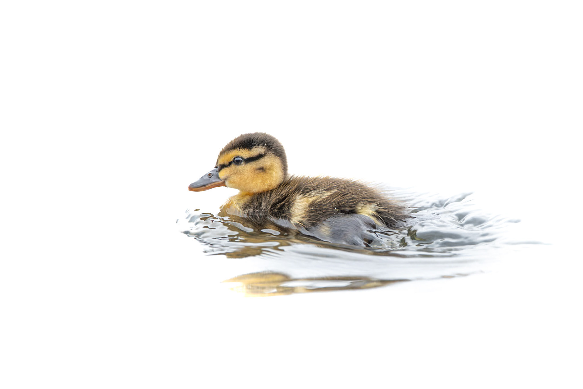 Mallard