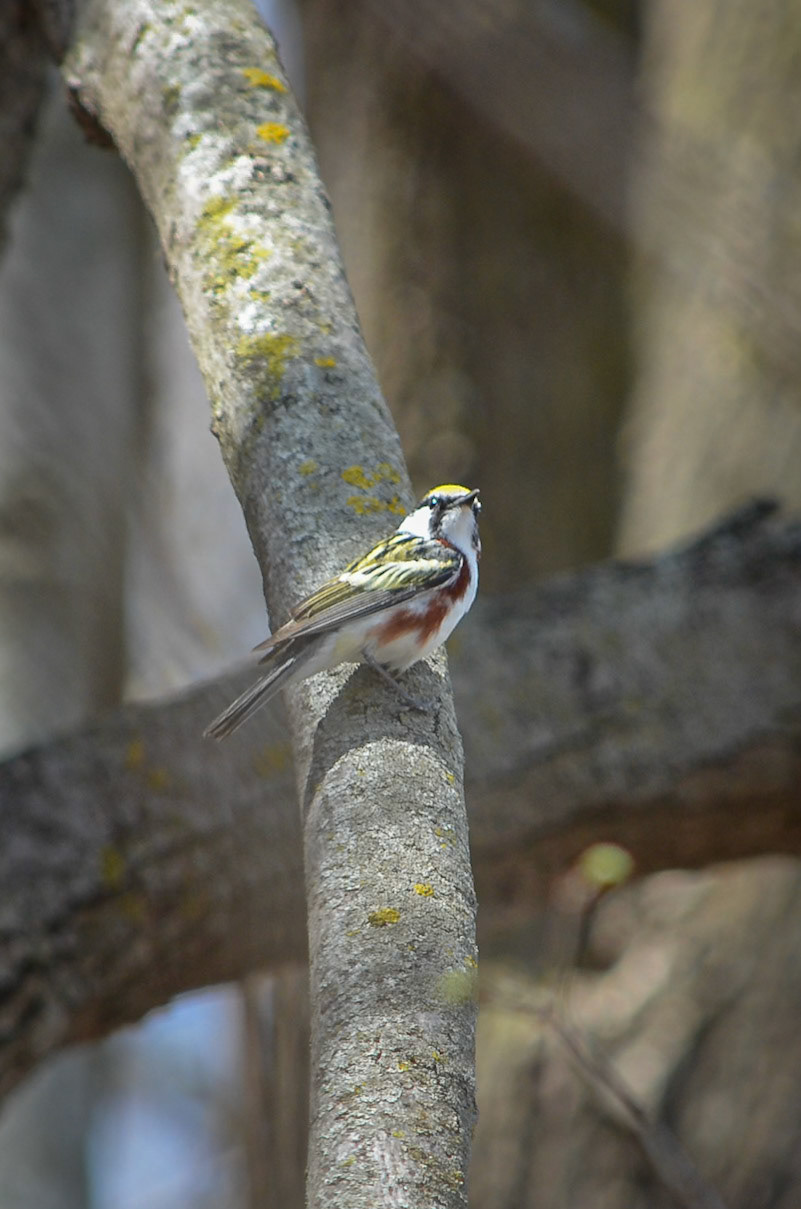 Chestnut Sided Warbler