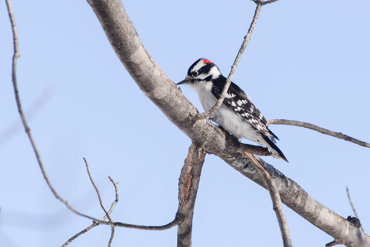 Downy Woodpecker