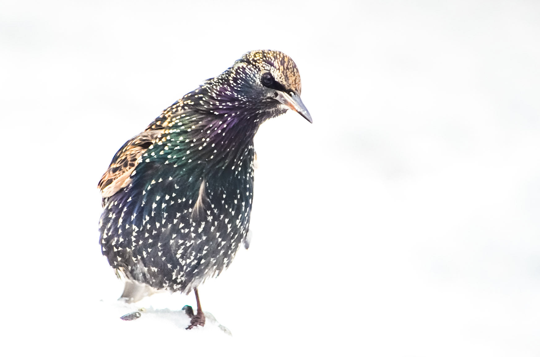 European Starling