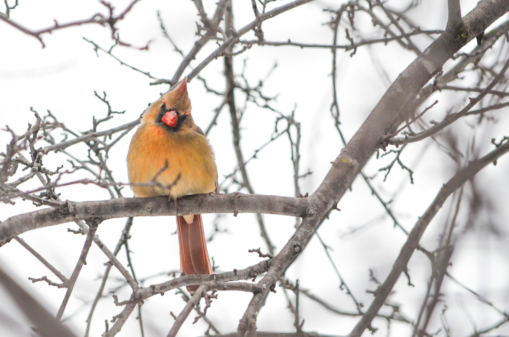 Northern Cardinal