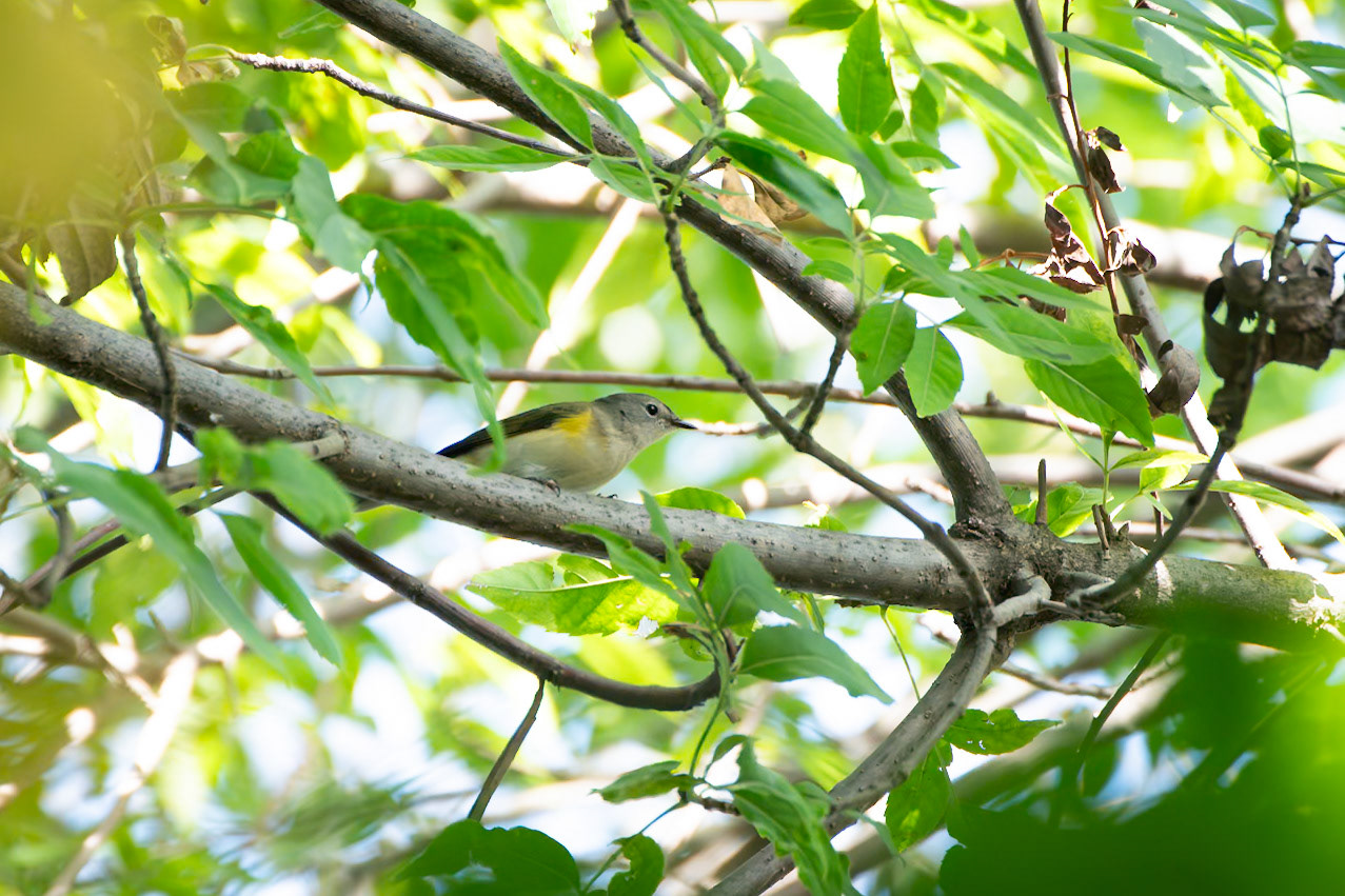 American Redstart