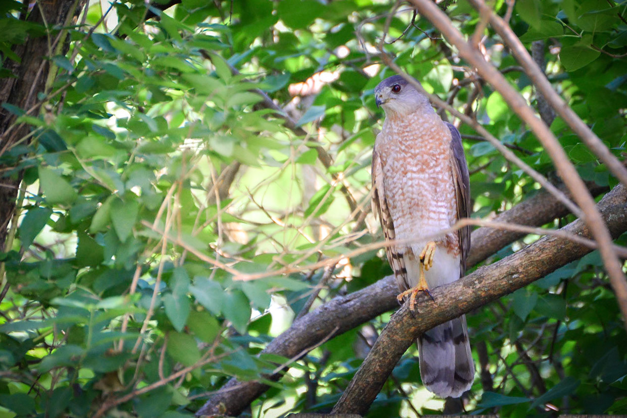 Hawk