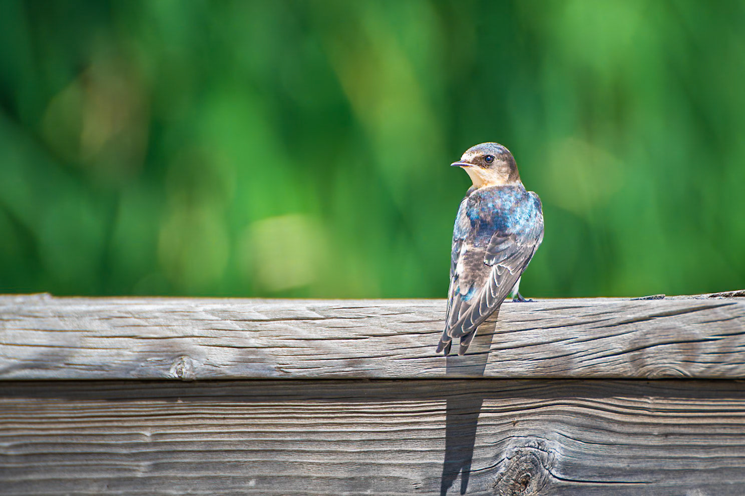 Barn Swallow